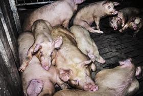 Cada día hay mil cerdos más en las granjas de Aragón