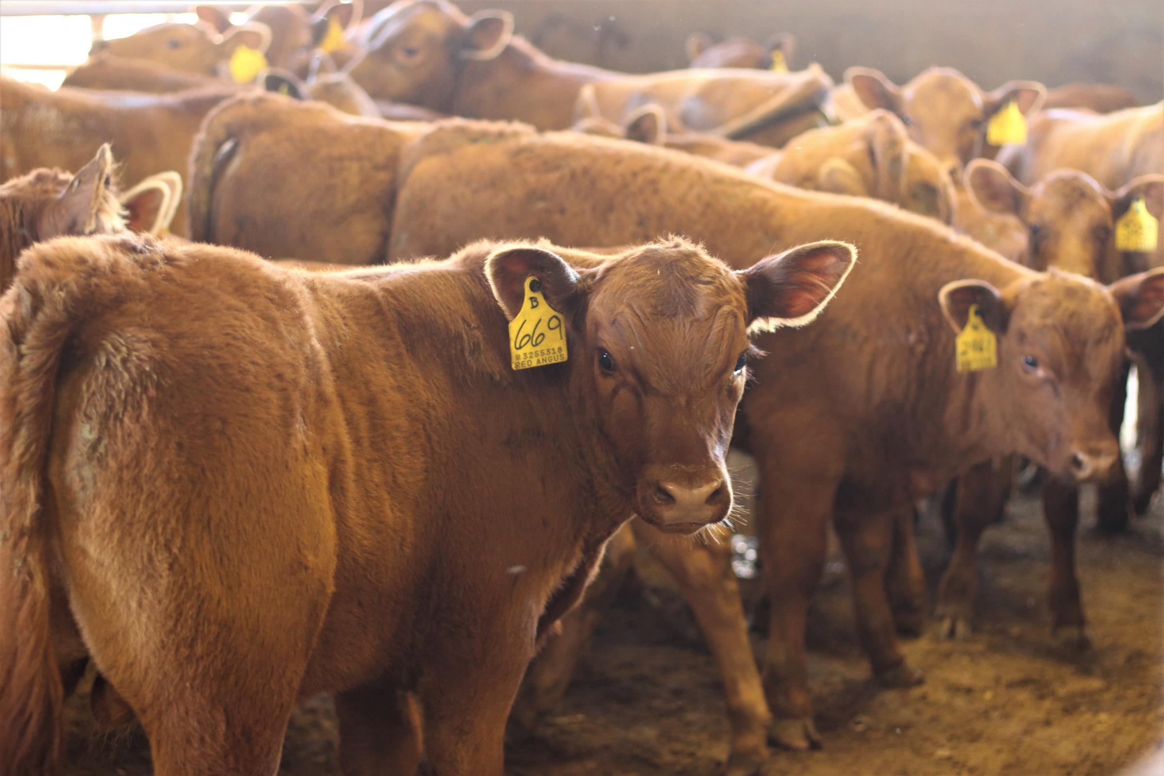 Carne y Cambio Climático