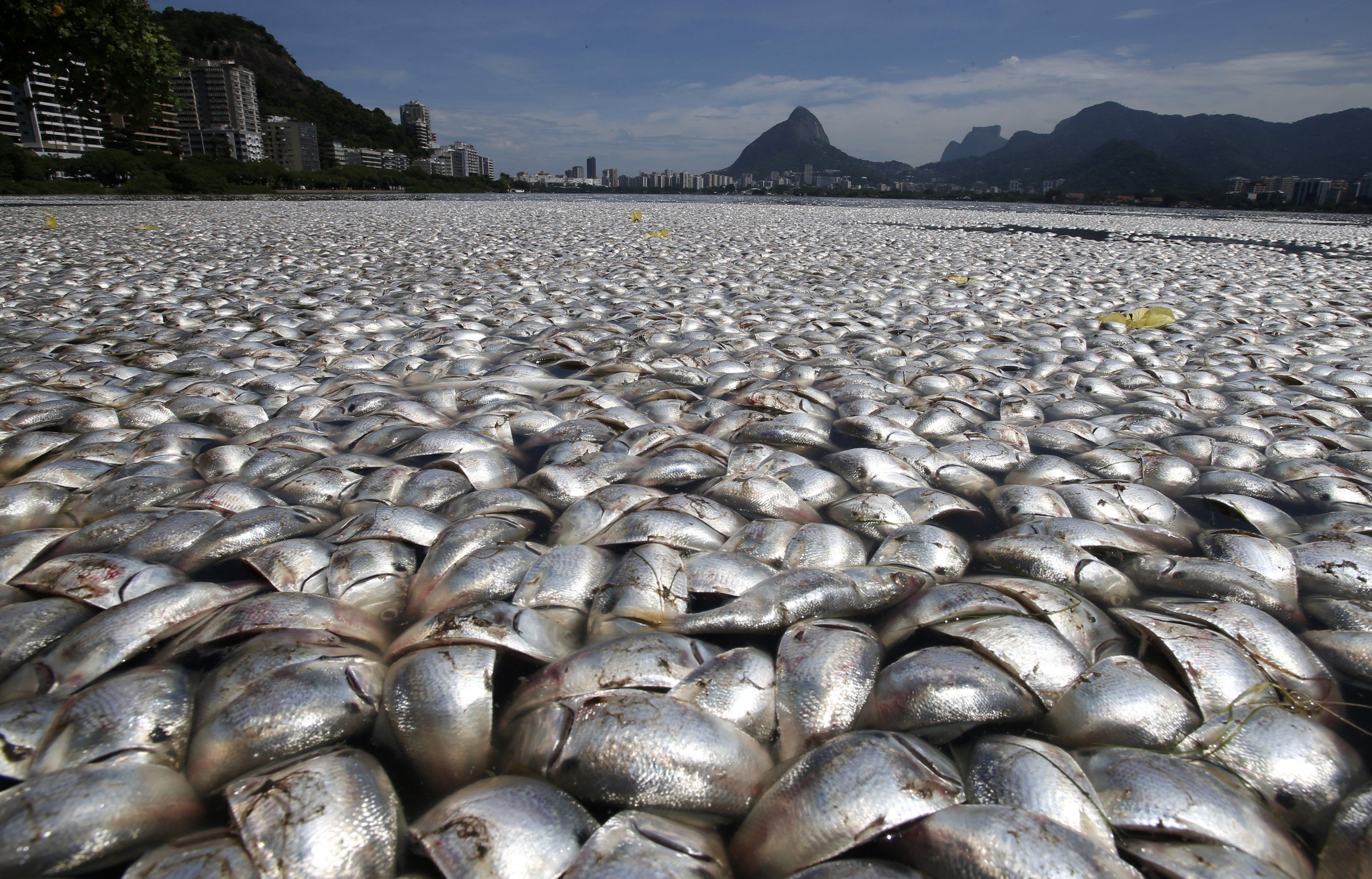 Depredación de los mares