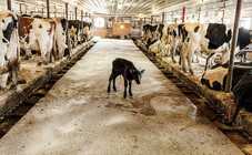 Vacas en la Industria láctea