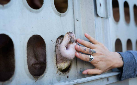 Victoria: Código Civil de Québec reconoce a los animales como seres dotados de sensibilidad 