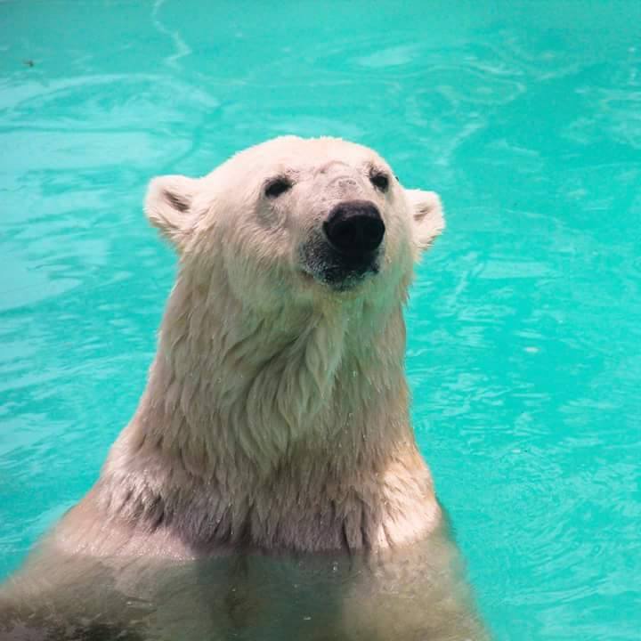 Informe de AnimaNaturalis sobre la osa polar Yupik