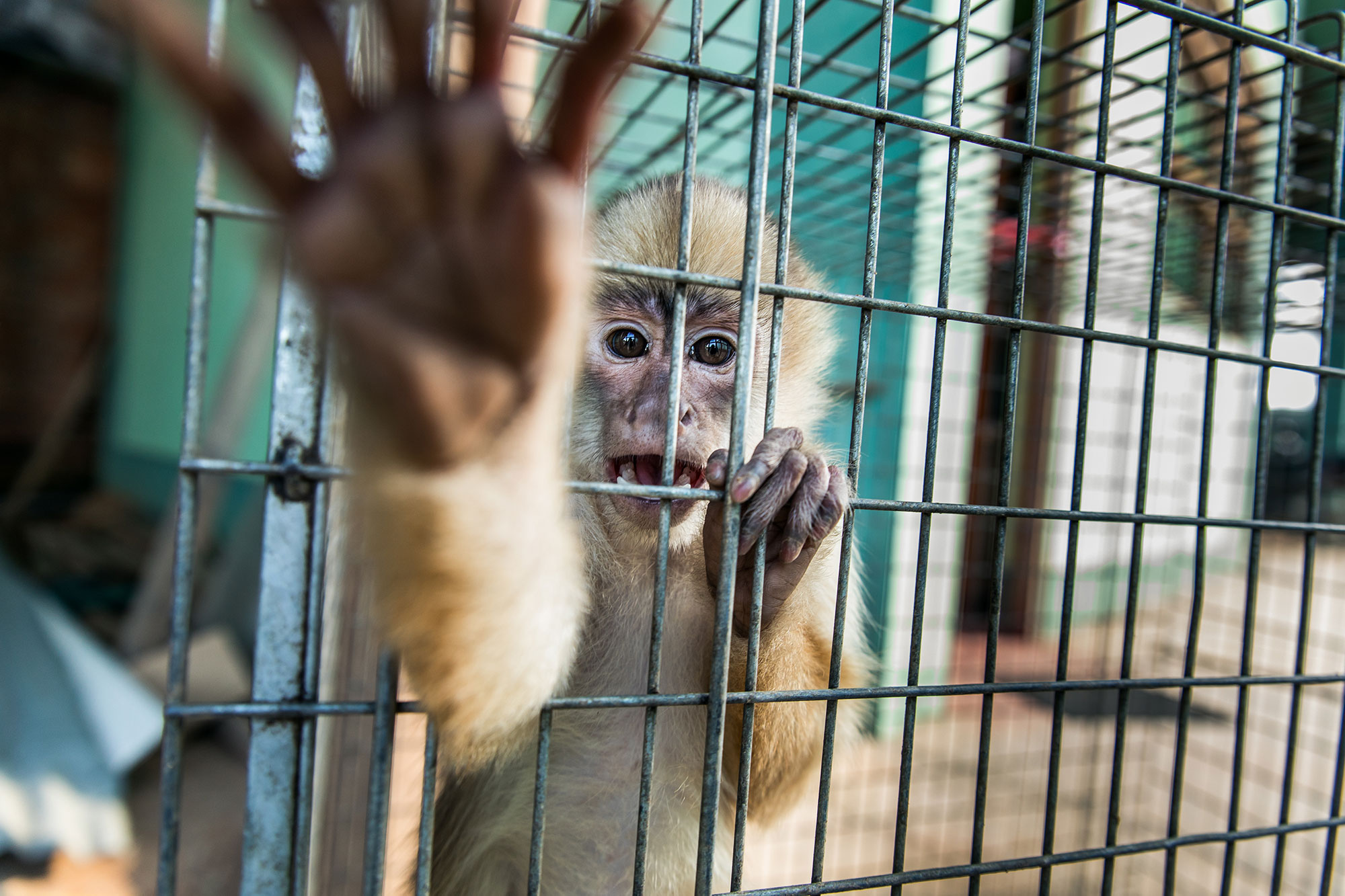 La Comisión Europea revisa el Plan de acción contra el Tráfico de Especies Silvestres