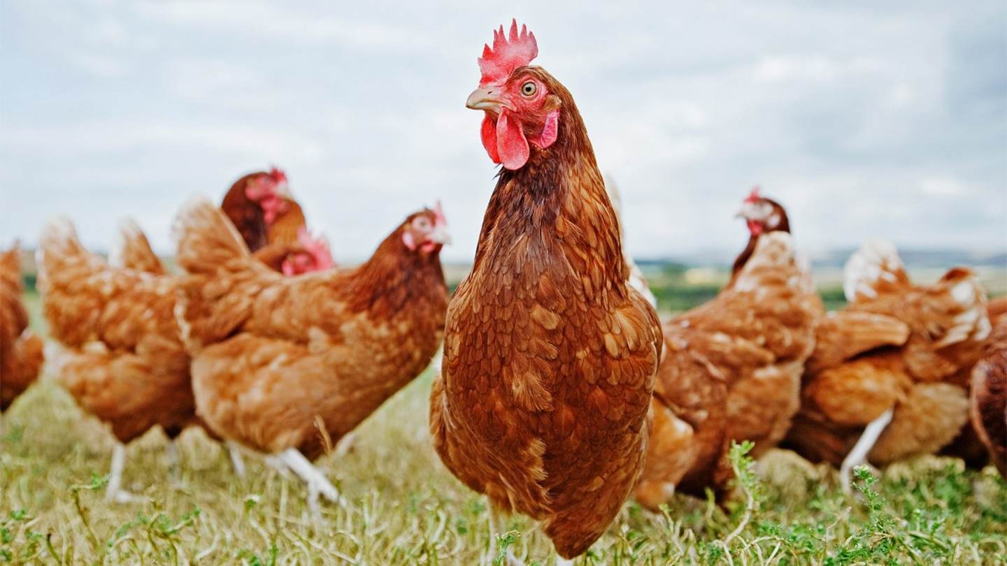 Nueva legislación europea de bienestar animal podría eliminar jaulas, cortes de picos y granjas peleteras
