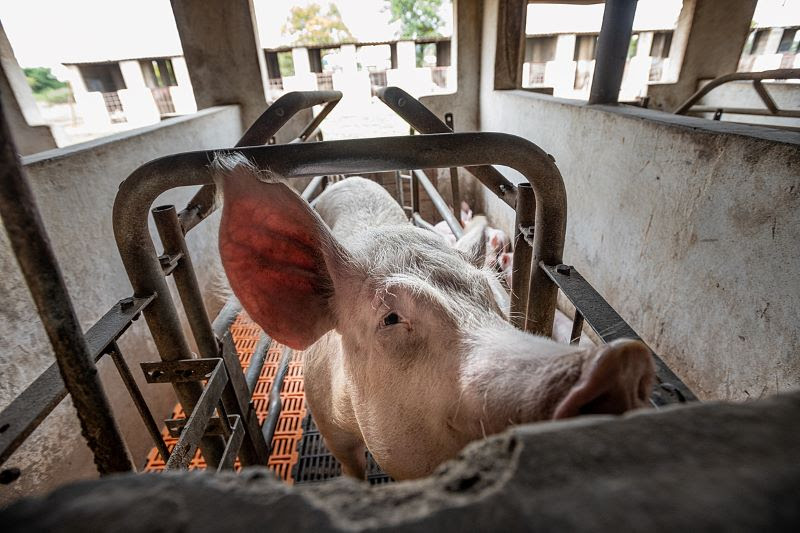 Instamos a la CE a publicar una legislación revisada sobre bienestar animal