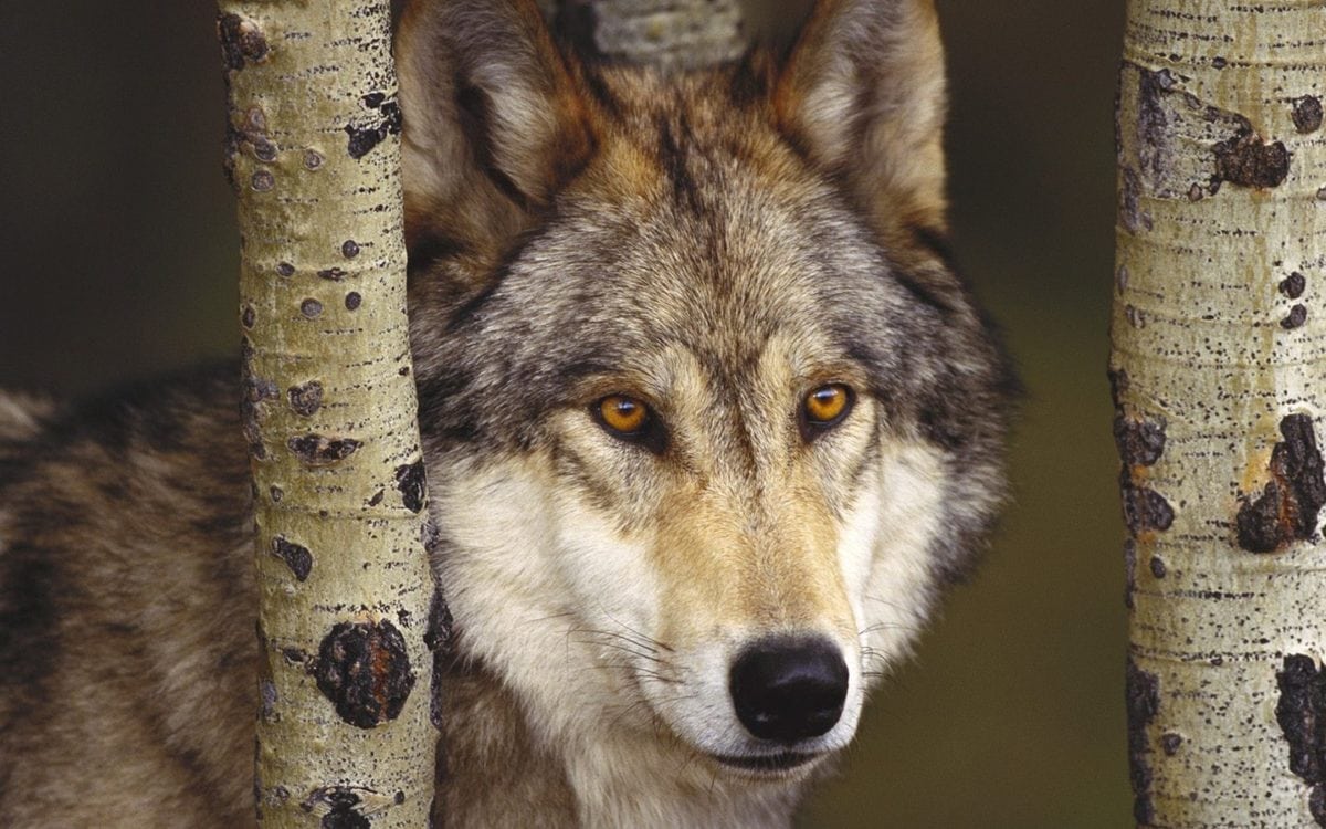 Encuesta: Los lobos deberían estar estrictamente protegidos, según la mayoría del mundo rural