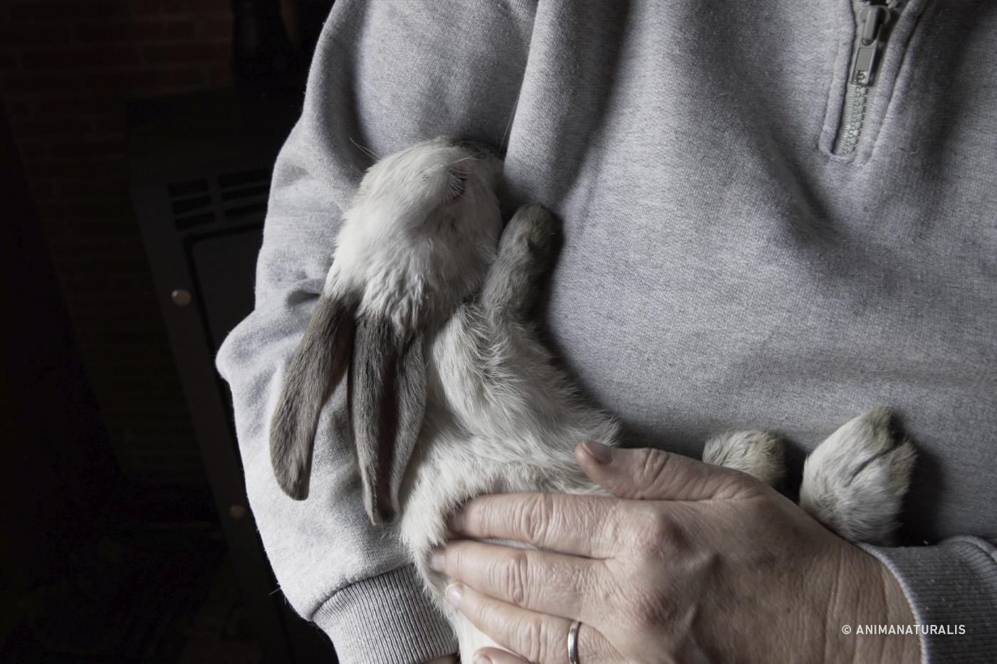 Letter to Carlitos, the brave rabbit