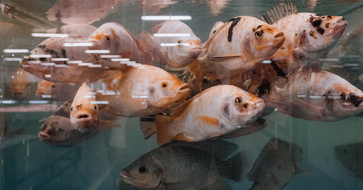 ¡Participa para mejorar las condiciones de vida de los peces!