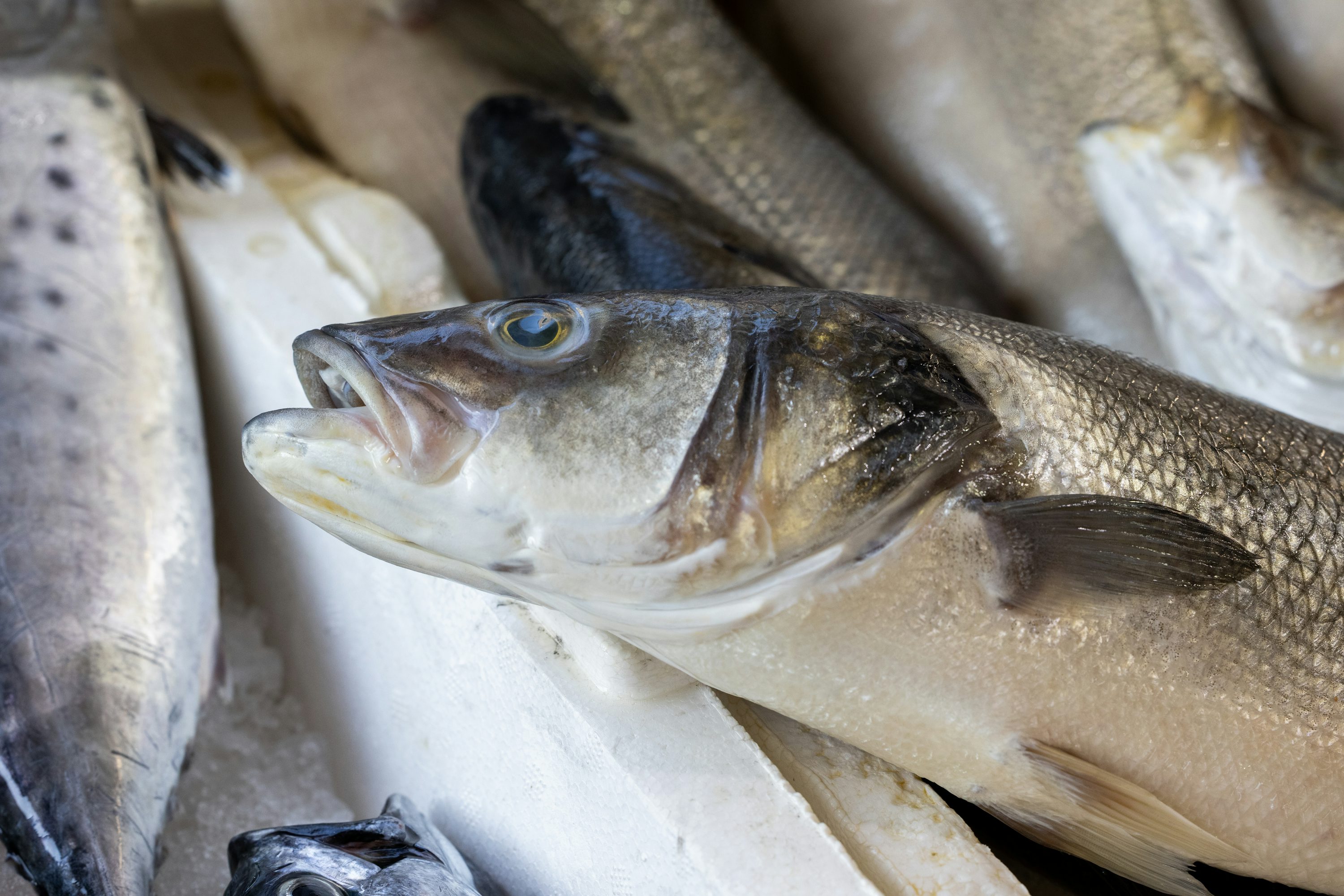 9 de cada 10 personas encuestadas quieren mejor protección para los peces 
