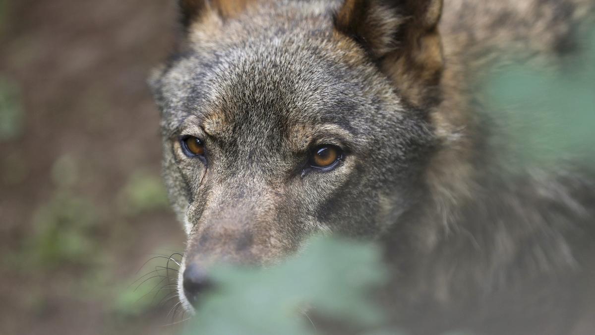 Inaceptable rebaja de la protección del lobo