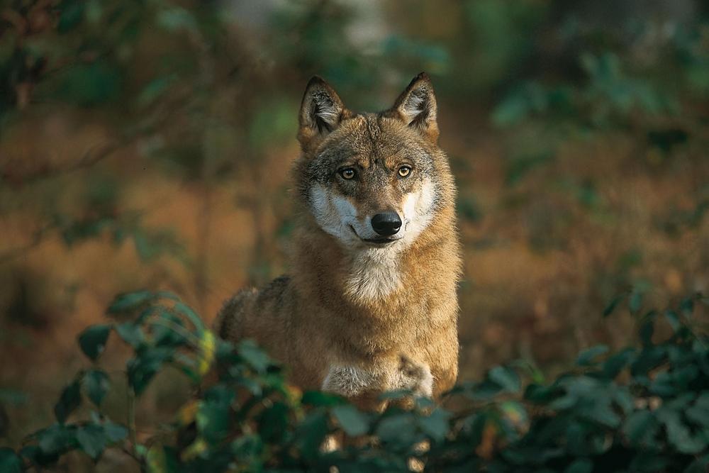 Sacrificio legalizado amenaza décadas de conservación del lobo en Europa
