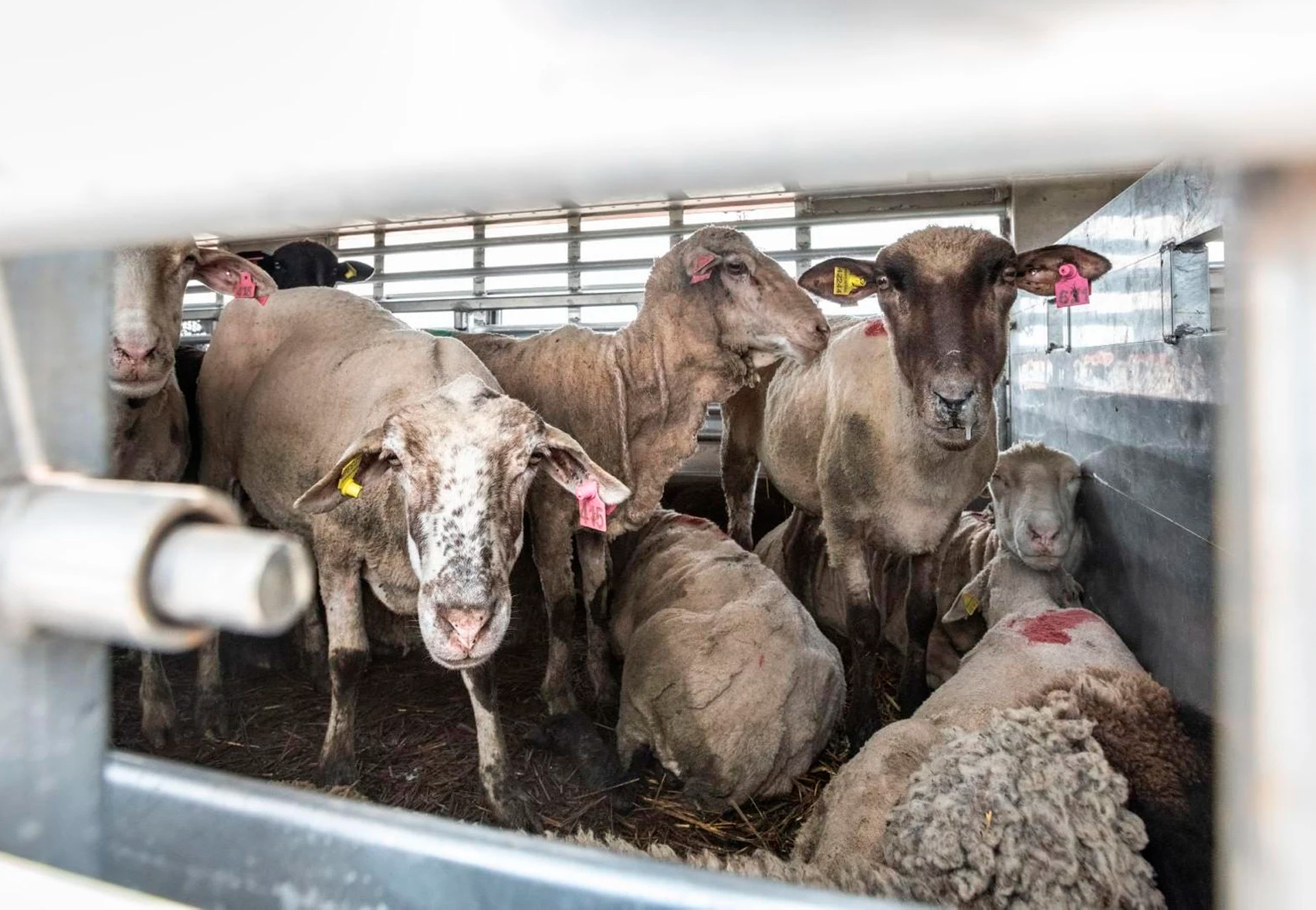 Tenemos la oportunidad de poner fin al transporte de animales vivos