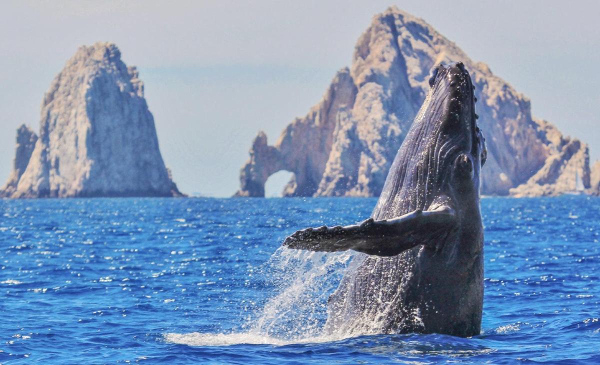 En huelga de hambre para defender a las ballenas