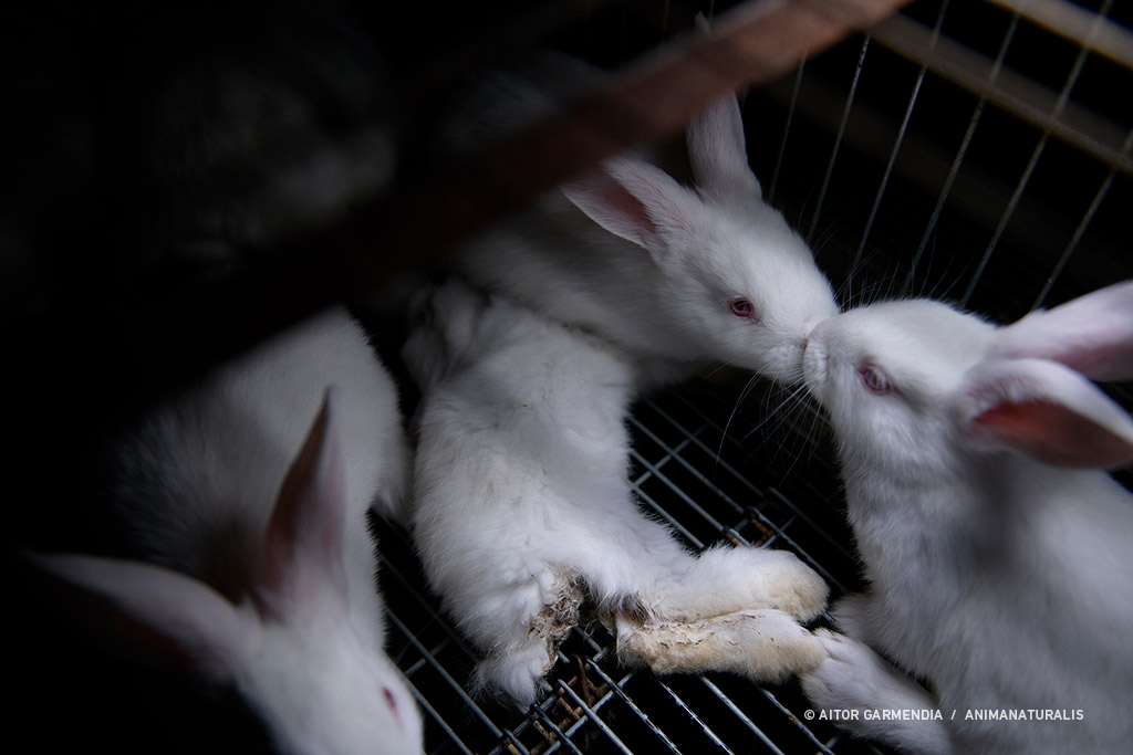 Industria cunícola española se desploma ante las posibles mejoras en bienestar animal para los conejos