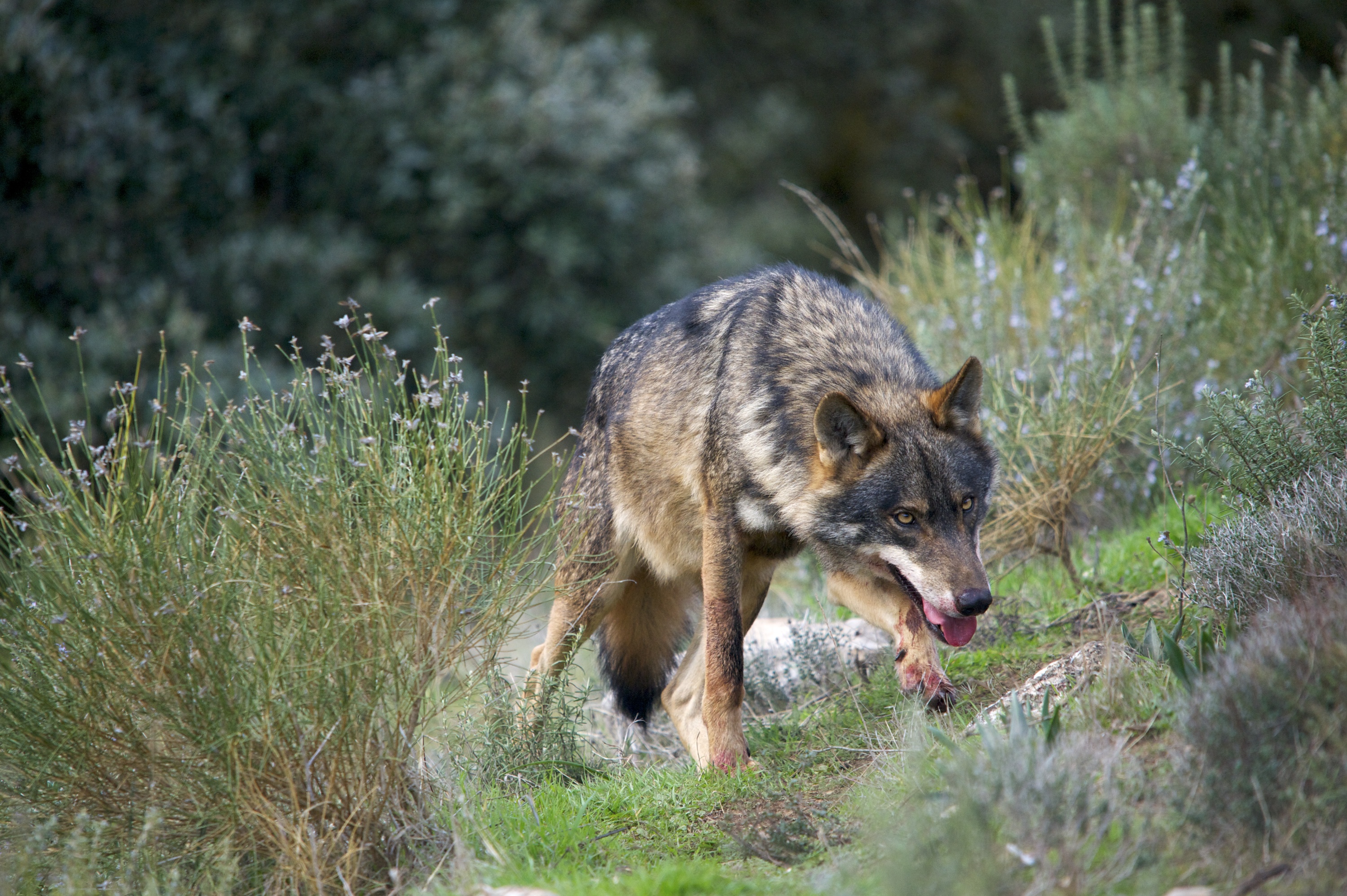 Europa y España traicionan al lobo y priorizan intereses políticos por sobre consideraciones científicas y éticas