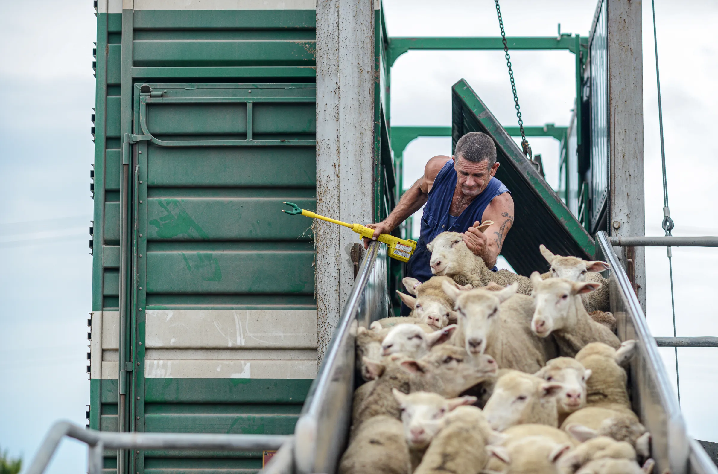 Eurodiputados se preparan para empeorar el reglamento de transporte de animales en la Unión Europea