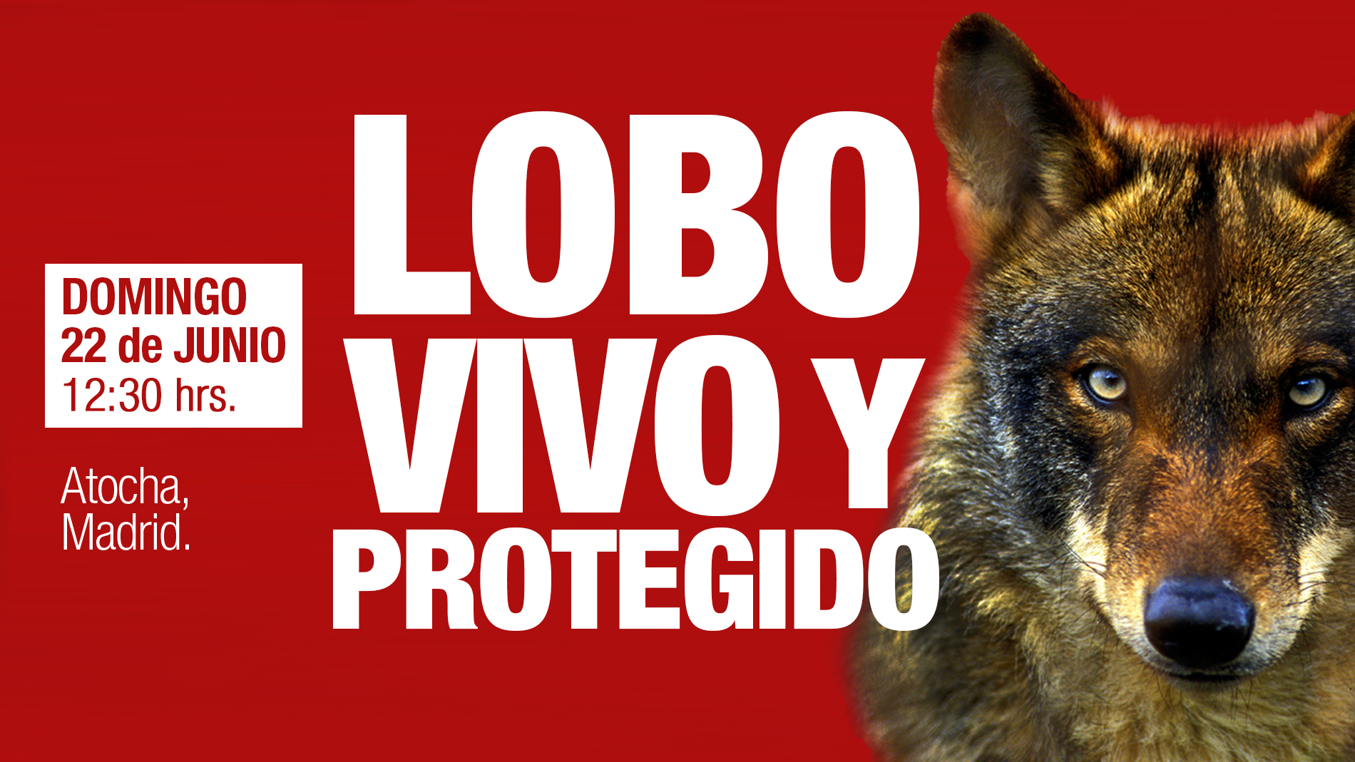 ¡Gran manifestación en Madrid contra la caza del Lobo!