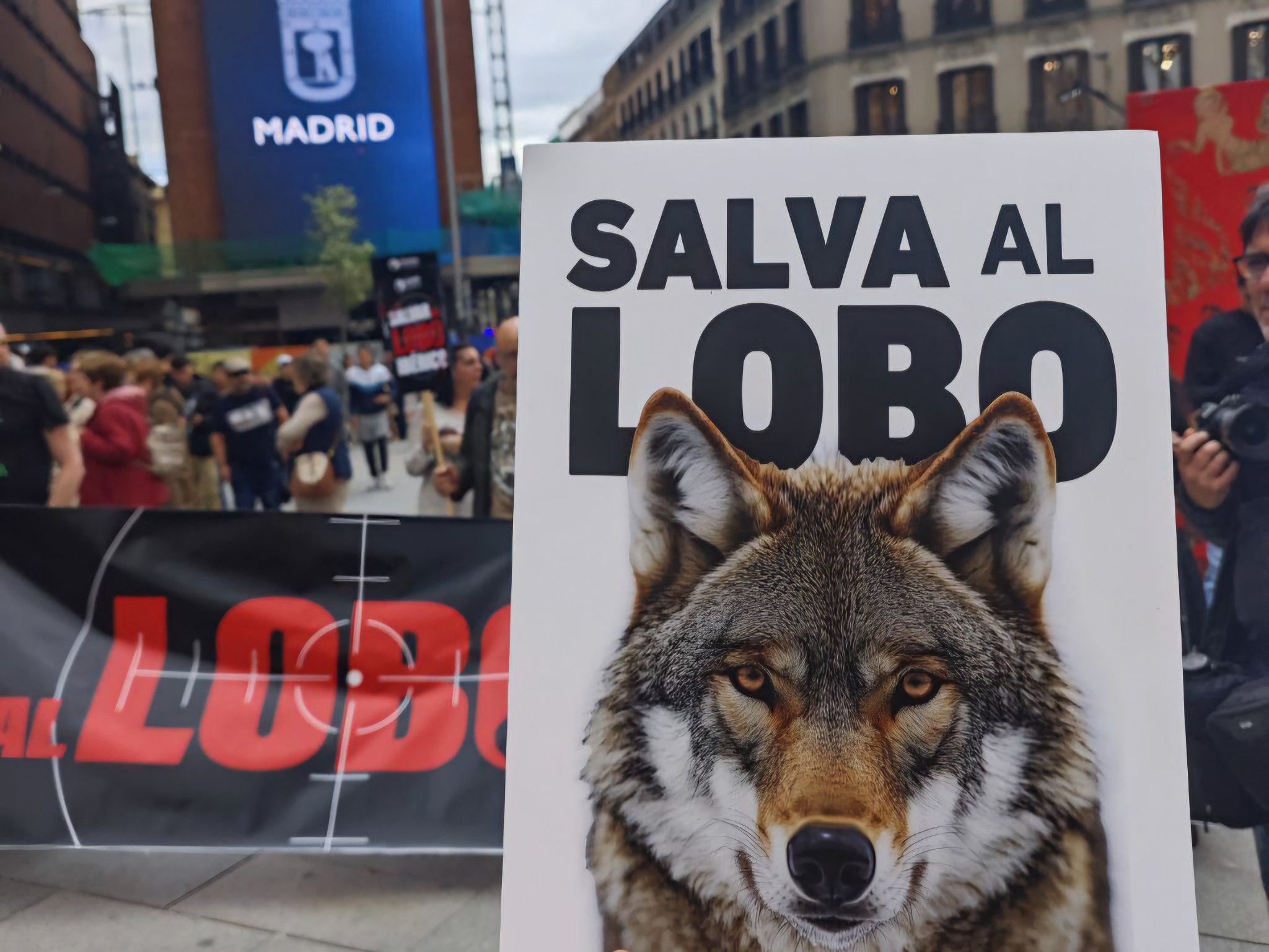 Sociedad civil se moviliza en Madrid en defensa del lobo ibérico