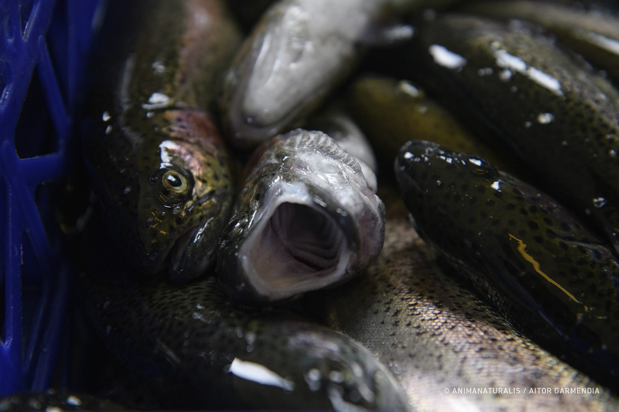 La agonía invisible de los peces en las piscifactorías de España