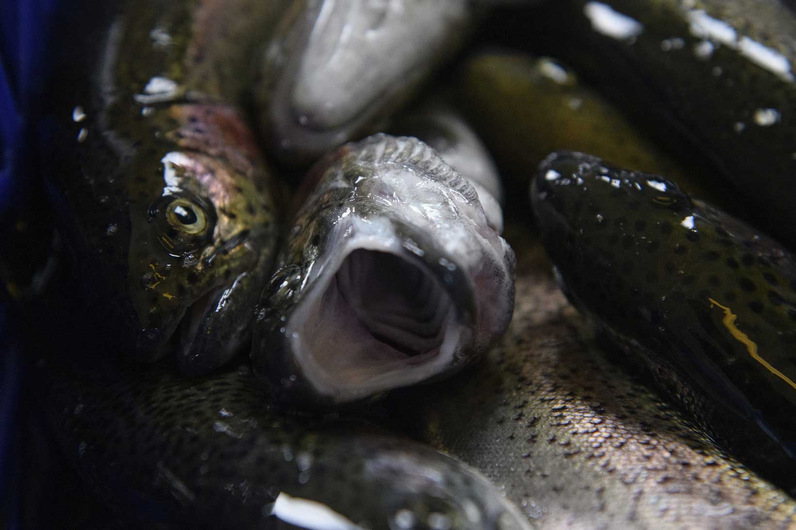 ¡Cerremos las piscifactorías!