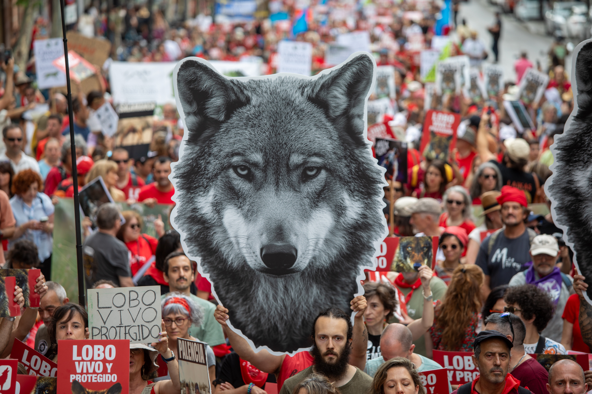 Madrid clama contra la desprotección legal del lobo ibérico