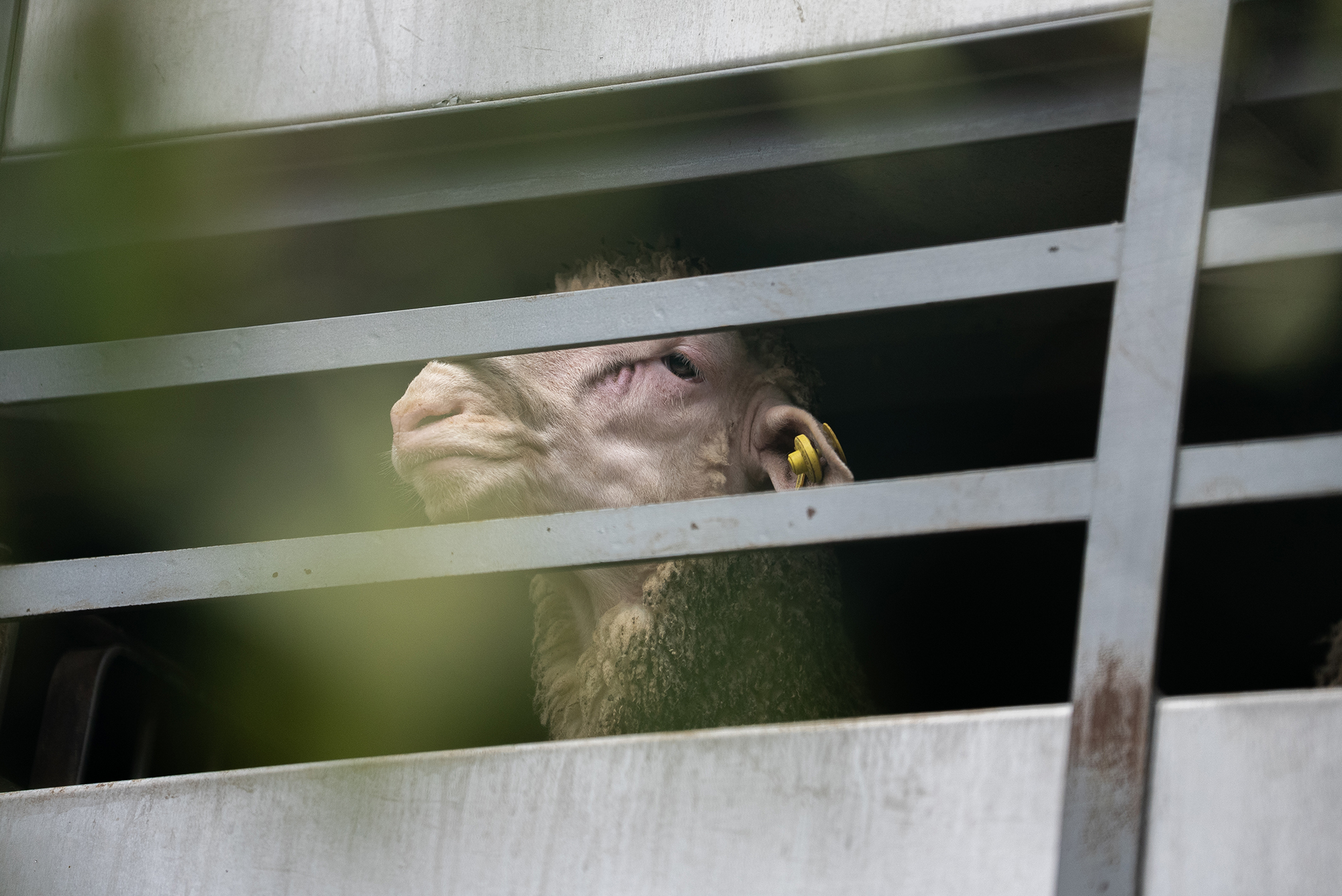 Enviar esta carta puede evitar el sufrimiento a millones de animales transportados vivos dese la Unión Europea