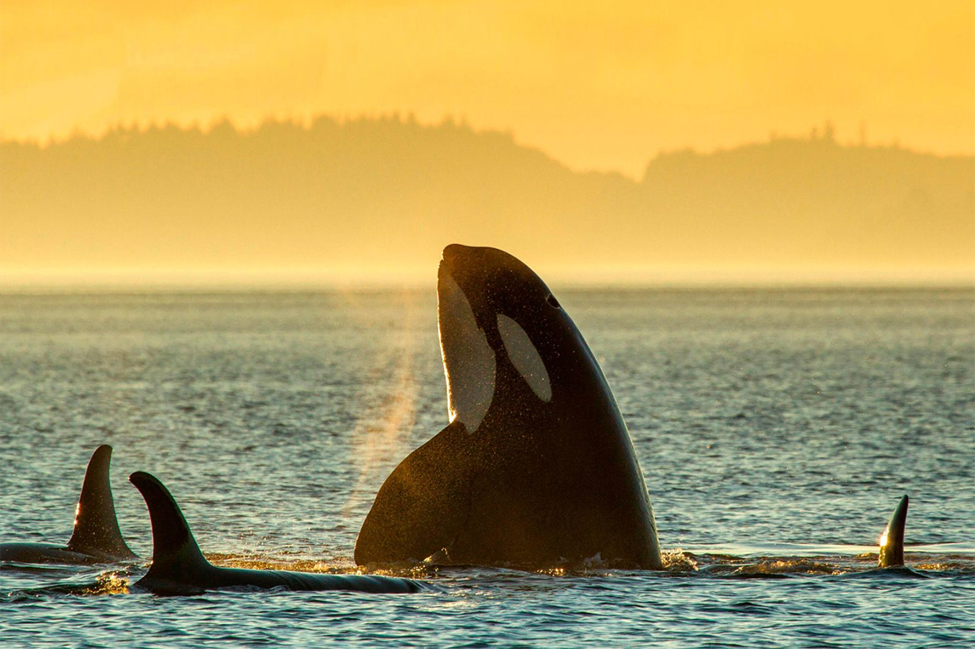 Exigen crear un santuario para orcas en las costas de Gibraltar como medida urgente para su protección