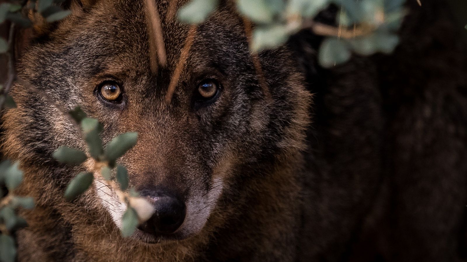 AnimaNaturalis presenta alegaciones contra el Plan de Gestión del Lobo en Cantabria