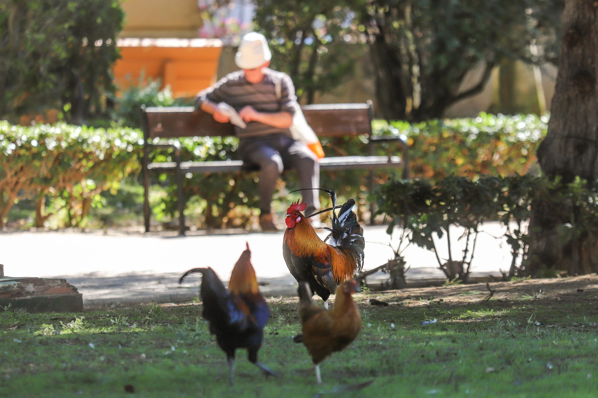 AnimaNaturalis solicita información sobre la gestión de la población de gallinas en Torrevieja
