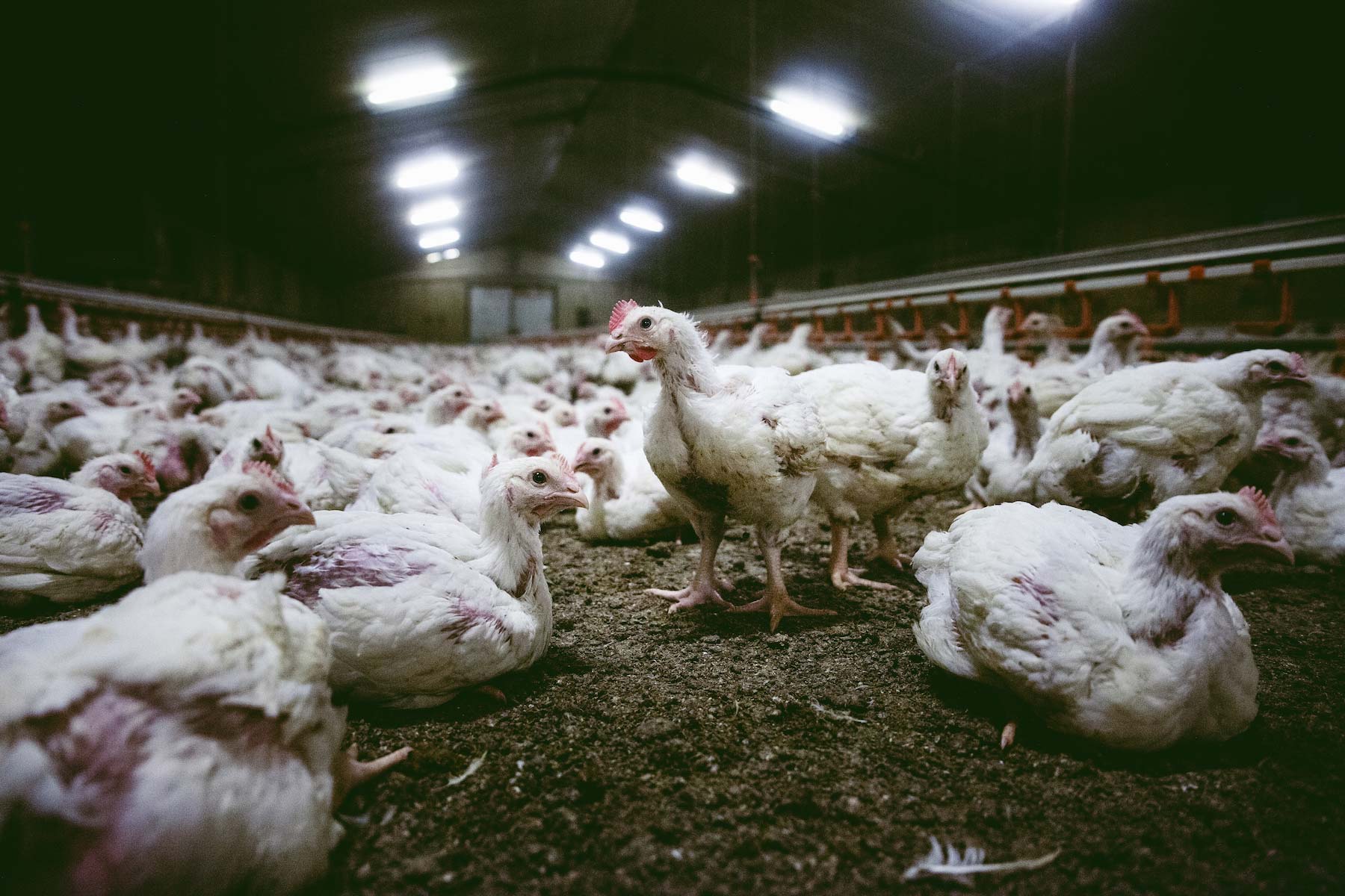 El acuerdo UE-Mercosur socava los avances de la UE en materia de animales