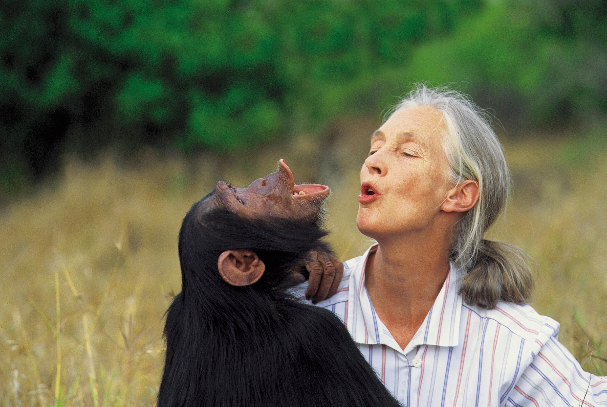 España impulsa la pionera 'Ley Jane Goodall' para reconocer derechos a los grandes simios