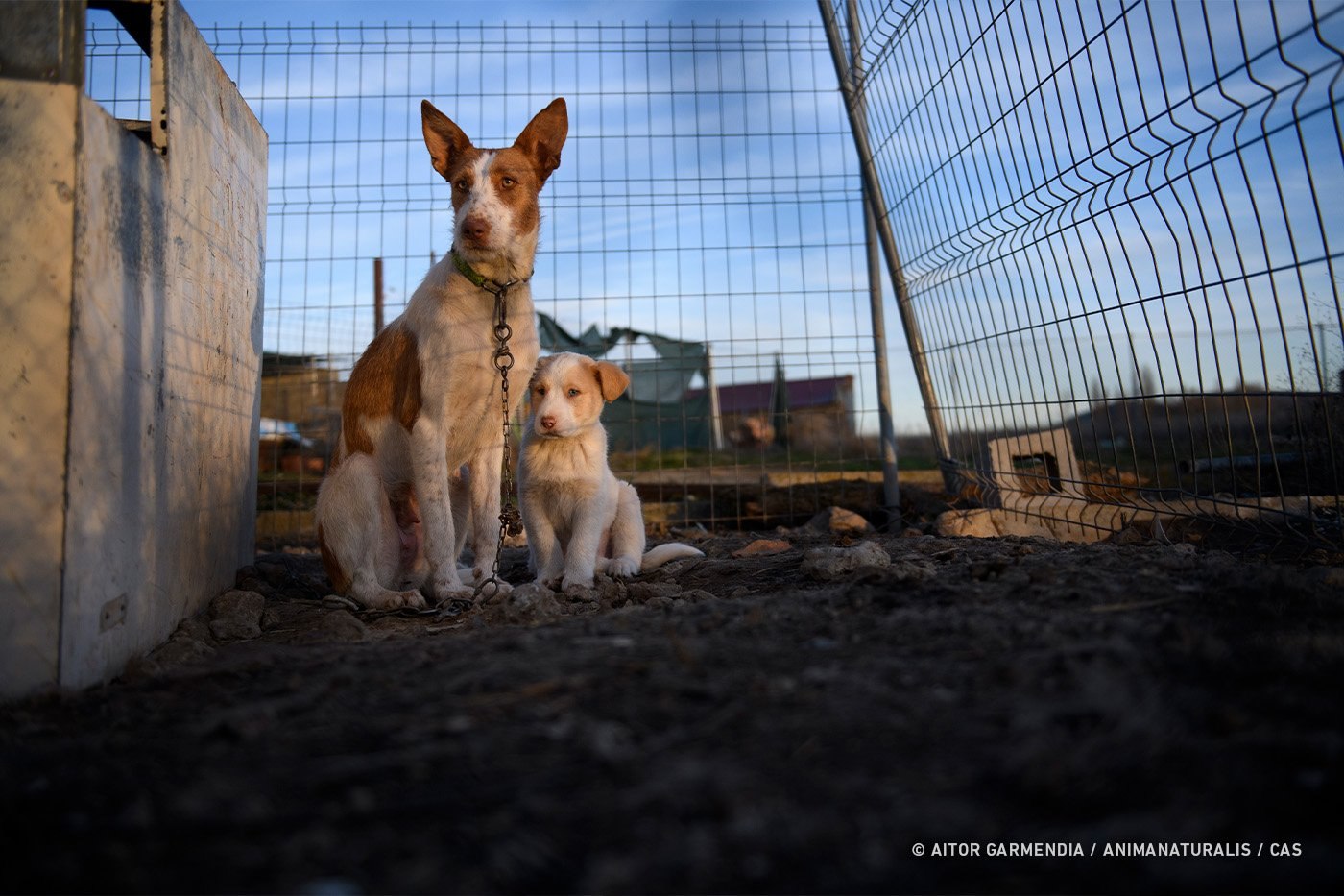 AnimaNaturalis solicita que los perros de caza se Incluyan en el próximo Real Decreto de Núcleos Zoológicos