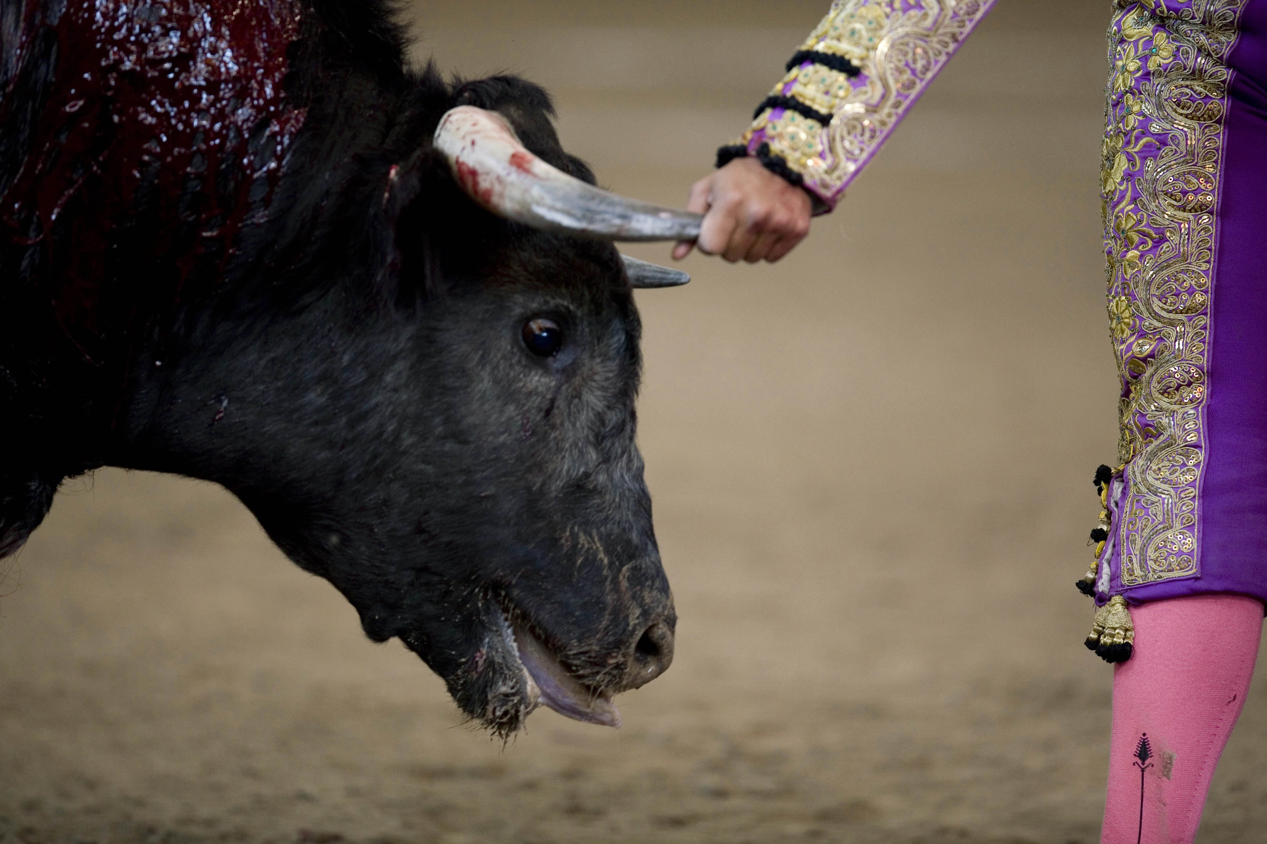 Análisis de la tauromaquia en México: un espectáculo violento que persiste pese al rechazo social y las nuevas prohibiciones
