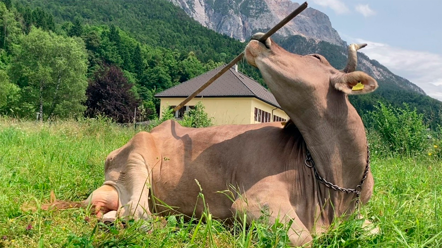 Veronika abre el debate acerca de la inteligencia de las vacas y su explotación en la ganadería o tauromaquia