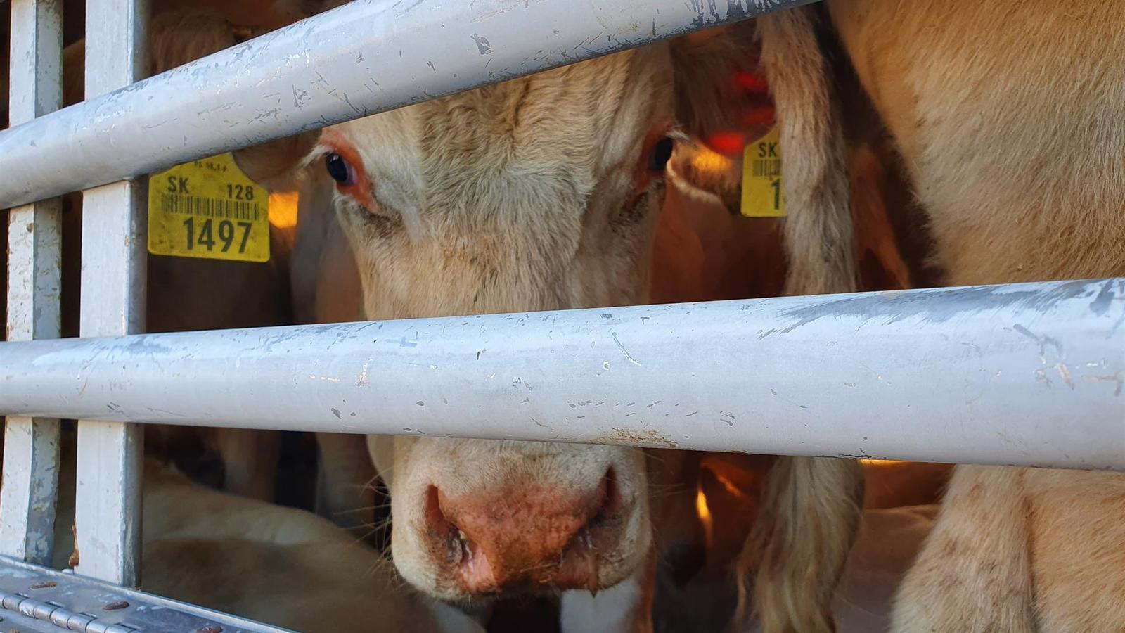 Transporte de animales vivos: nueva encuesta