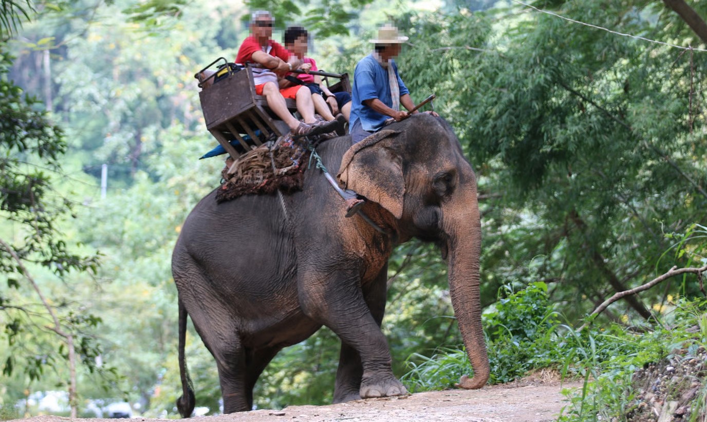 Indonesia prohíbe los paseos en elefante y marca un precedente histórico en Asia