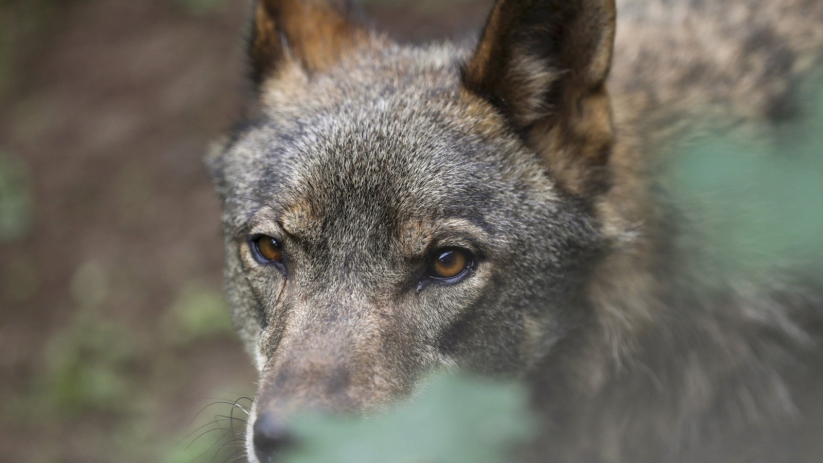 El Supremo tumba el control poblacional del lobo en Asturies y marca el futuro de la coexistencia con la fauna salvaje