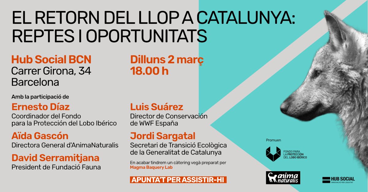 La primera camada de lobo en Cataluña tras un siglo: retos y oportunidades