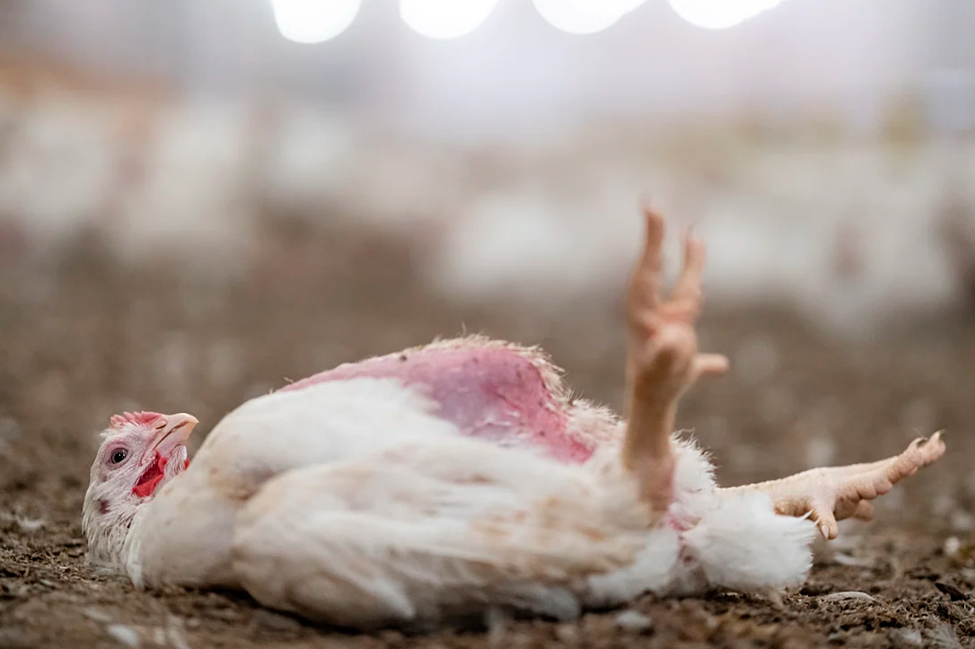 Noruega elimina los pollos de crecimiento rápido y marca el estándar para una nueva realidad del bienestar animal europeo