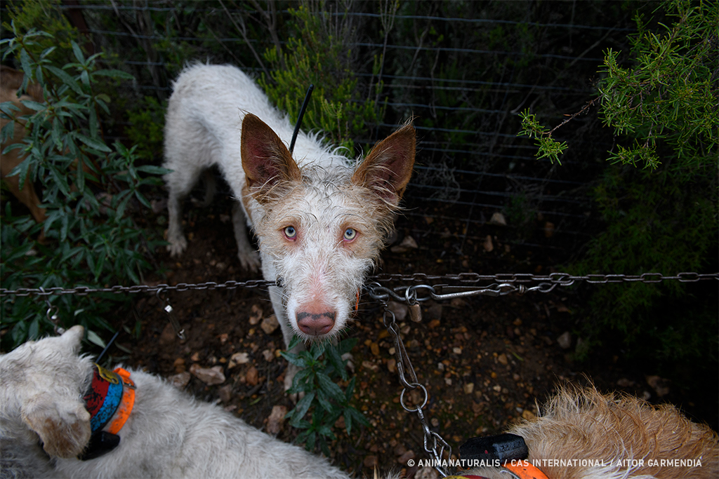 Success! 20,000 Voices Raised for Dogs Used in Hunting