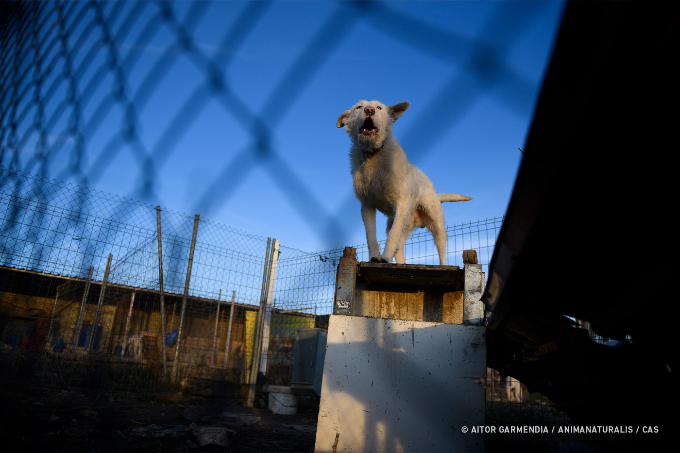 Ministry of Agriculture  «partially accepts» AnimaNaturalis's submissions, but hunting dogs still lack real protection