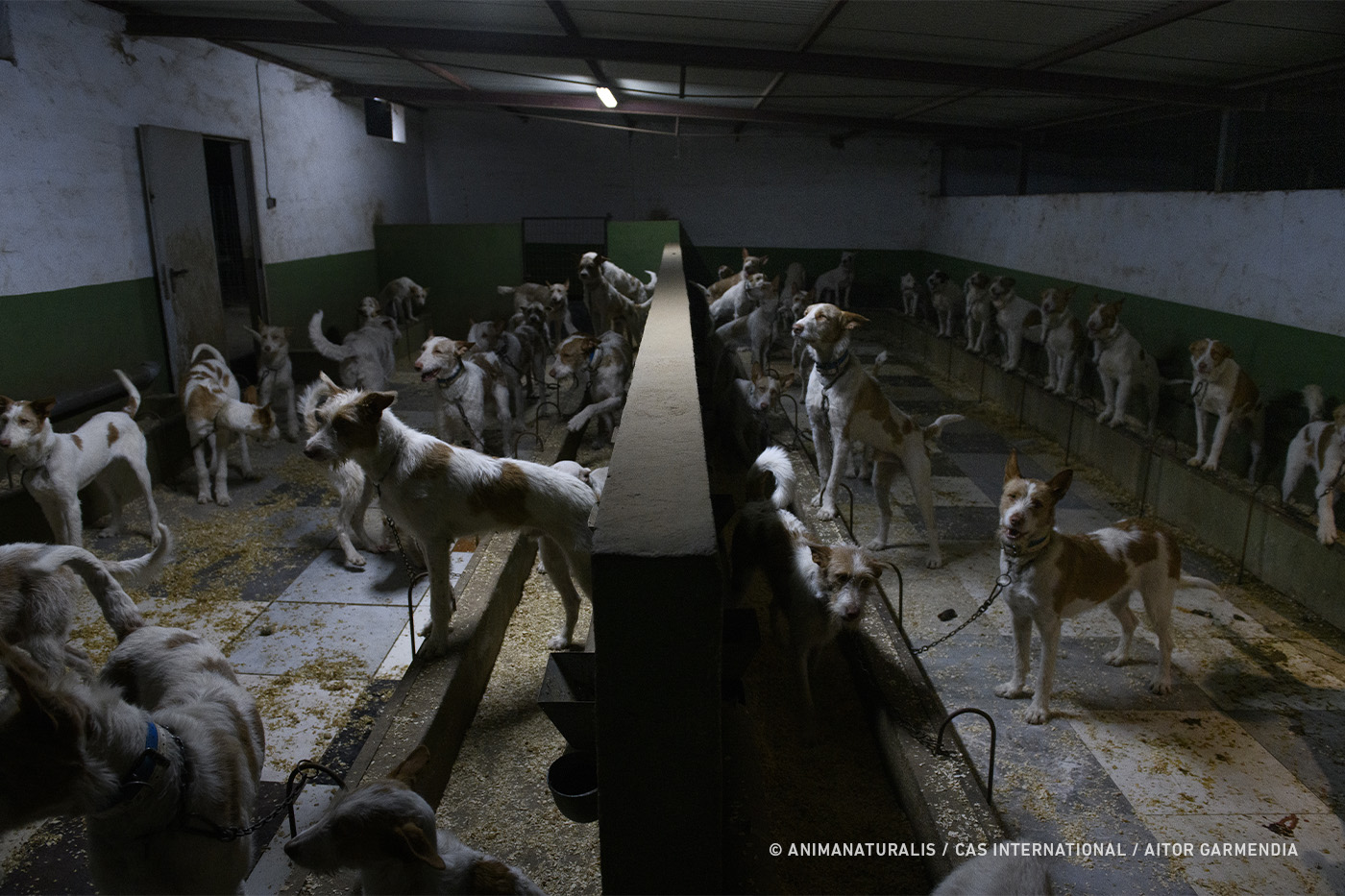 Lo que el nuevo reglamento europeo podría ayudar a los perros de caza en España... o no