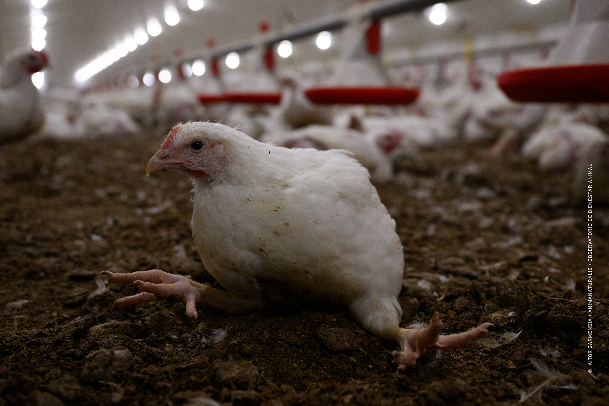 Nueva investigación que revela cómo viven 810 millones de pollos en las granjas industriales de España
