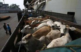 Australia suspende las exportaciones de vacas vivas a Indonesia