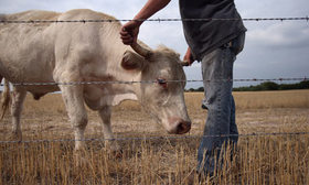 La escasez de alimentos podría obligar al mundo al vegetarianismo, advierten científicos