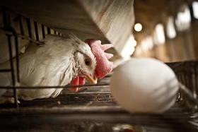 El número de gallinas cae un 22% por las nuevas exigencias de la UE
