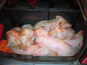 Rescatan 16 cerdos de dos meses, tras accidente del camión que los transportaba