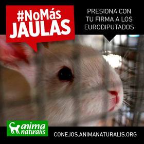 Los conejos te necesitan: ¡No más jaulas!