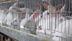 10 mil firmas a los eurodiputados españoles para eliminar las jaulas en la cría de conejos