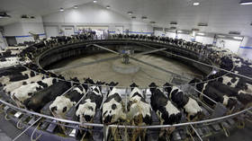 Una de las más grandes granjas lecheras del mundo se construye en Soria